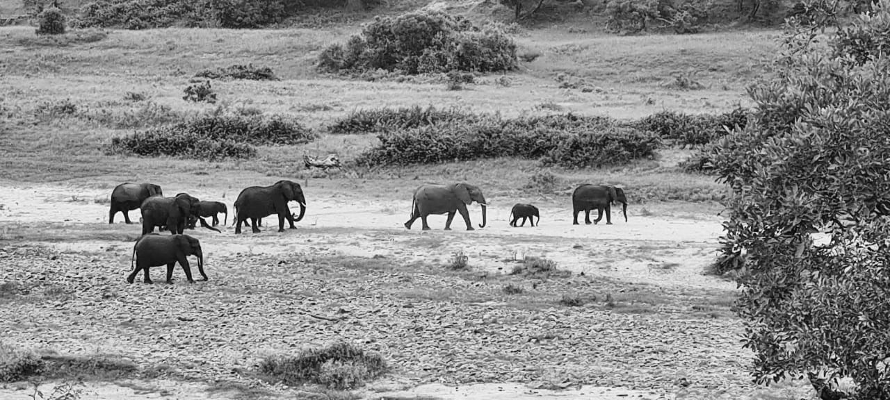 Elephant